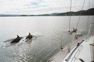 rs_10 dolphins